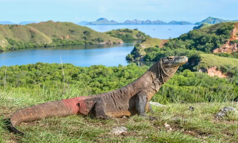 Pulau Tersembunyi di Indonesia